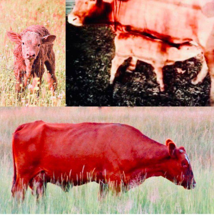 ОЧЕНЬ ВАЖНО!!! В Израиле объявили о наличии сразу пять кошерных красных коров, жертвенная кровь которых предназначена для окропления утвари перед... началом возведения ТРЕТЬЕГО ХРАМА!