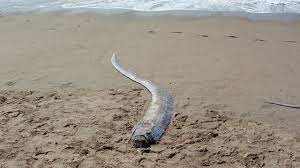 В Мексике выловили огромную редкую костистую змеевидную рыбу, которая, согласно древним легендам, считается "предвестником Судного дня" - или, как минимум, крупного землетрясения! (Видео)