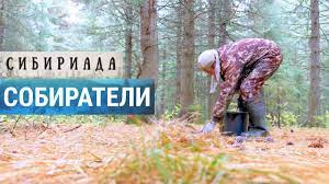 Знакомимся с Россией: «Собиратели дикороса в тайге. СИБИРИАДА»! Документальный фильм. (Видео)